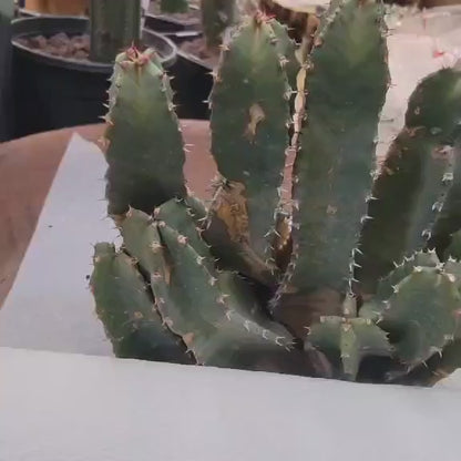 Euphorbia Resinifera - Moroccan Mound - 11 Heads!