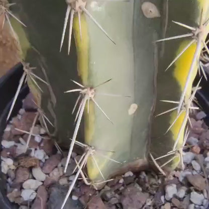 Lemaireocereus pruinosus variegata