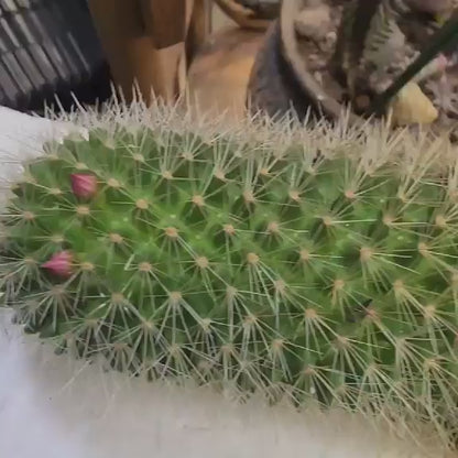 Mammillaria spinosissima - Cylindrical Pincushion Cactus