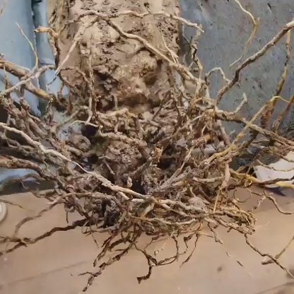 Lemaireocereus pruinosus variegata - HUGE!  51" Tall!