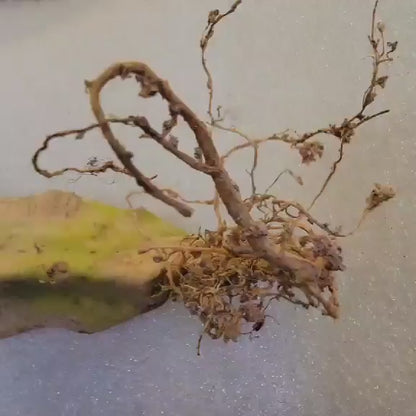 Mammillaria Perezdelarosae v. Andersoniana f. cristata