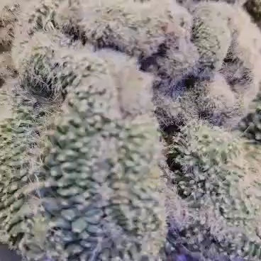 Stenocactus guerraianus f. cristatus