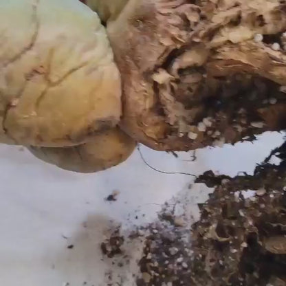 Tephrocactus Geometricus – Snow Man Cactus - 14 Cladodes