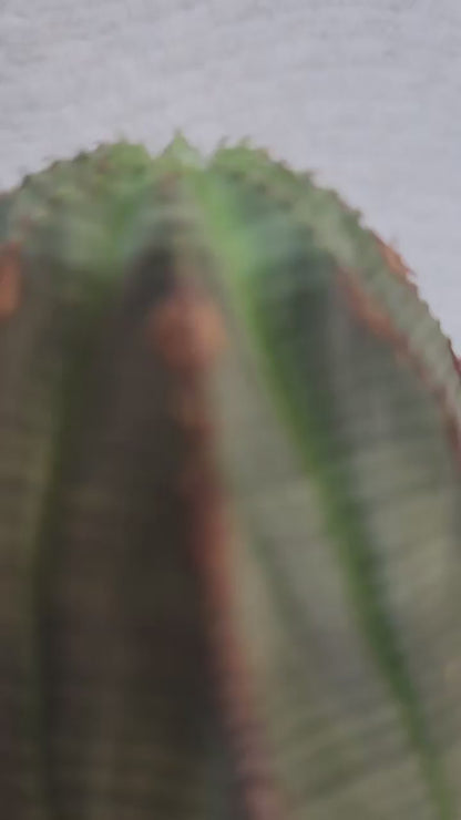 Euphorbia obesa
