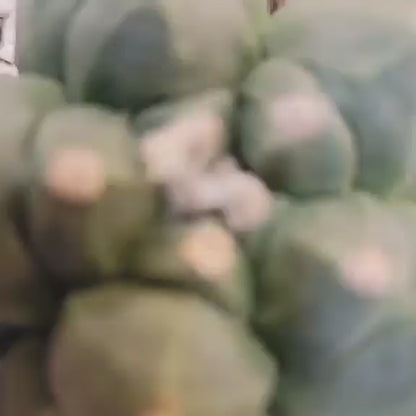 Astrophytum Myriostigma var. Nudum cv. Kikko