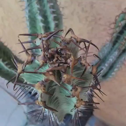 Euphorbia confinalis ssp. Rhodesia variegata 'Zebra' x 4 – Lebombo Euphorbia