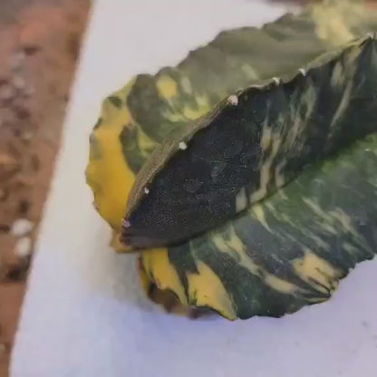 Astrophytum myriostigma v nudum f. variegata -  Last One!