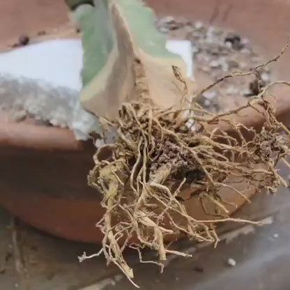Pelecyphora aselliformis f. cristata - Crested Hatchet Cactus