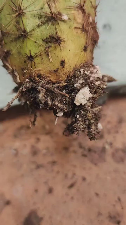 Pilosocereus Fulvilanatus