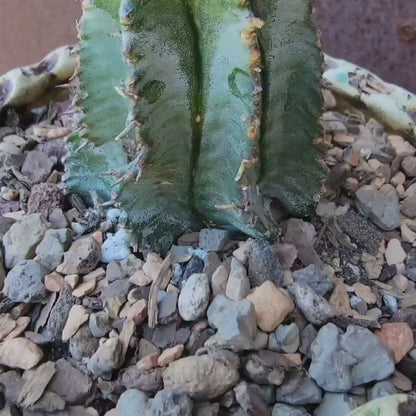 Euphorbia horrida 'Ice Storm'