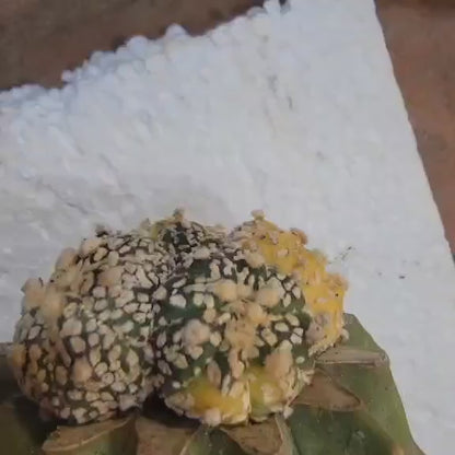Astrophytum asterias cv. Super Kabuto f. variegata x 4!