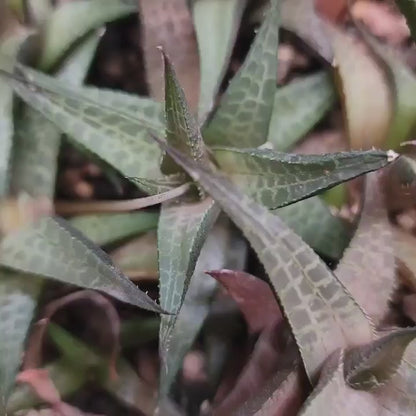 Haworthia Tessellata - Alligator Plant (x6)