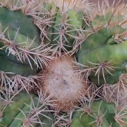 Melocactus matanzanus with cephalium – Turk’s Cap Cactus -  6 Heads