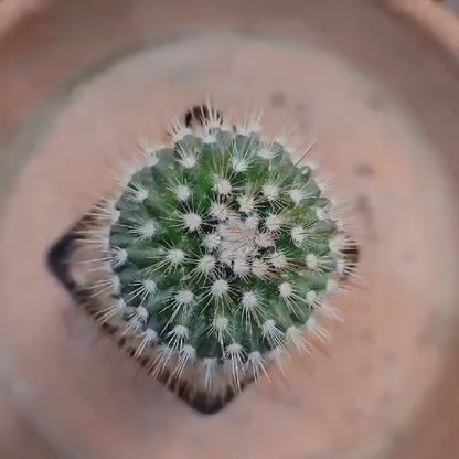 Mammillaria spinosissima - Red Headed Irishman