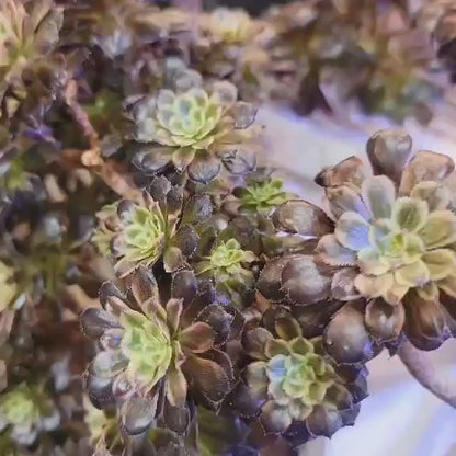 Aeonium 'Medusa' cristata - Crested Aeonium Medusa