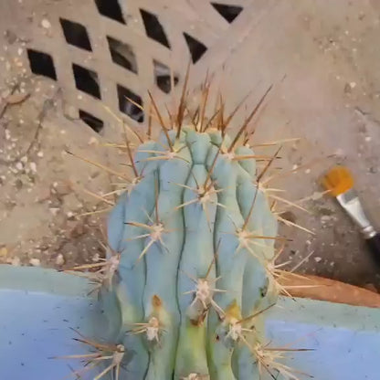 Browningia hertlingiana