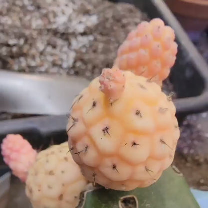 Tephrocactus Geometricus variegata – Variegated Tephrocactus - 5 Cladodes!