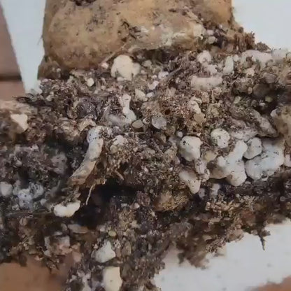 Eulychnia castanea cv. varispiralis - Unicorn Cactus