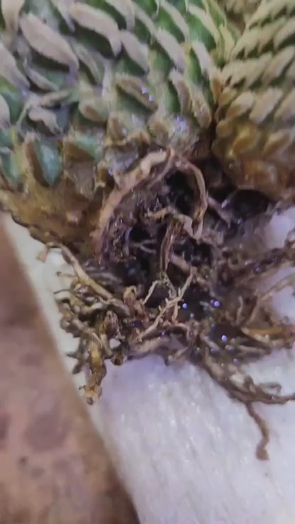 Pelecyphora aselliformis - Hatchet Cactus - 9 Heads