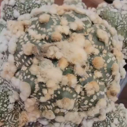 Astrophytum asterias cv. Hanazono - BIG Cluster!