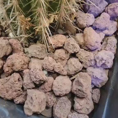 Thrixanthocereus senilis