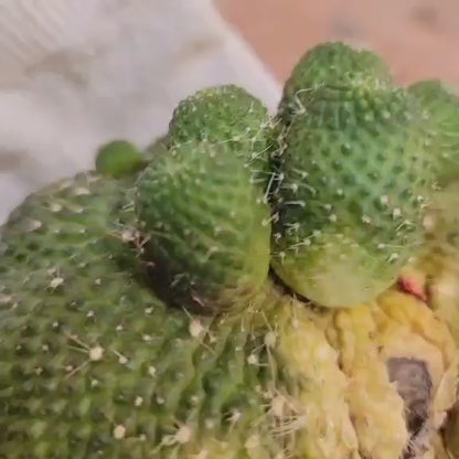 Rebutia krainziana cv. inermis cristata - XL
