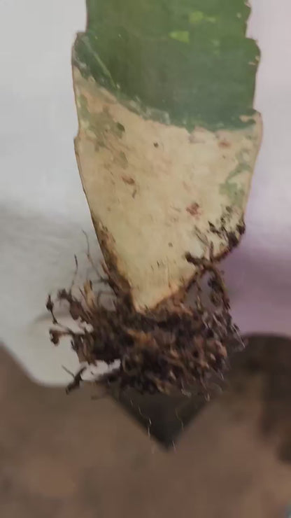Myrtillocalycium cv. 'Polyp'