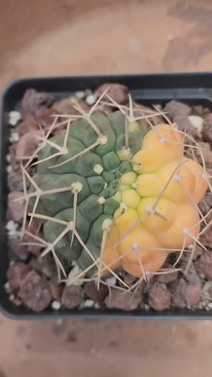 Gymnocalycium Ochoterenae variegata - Seed Grown