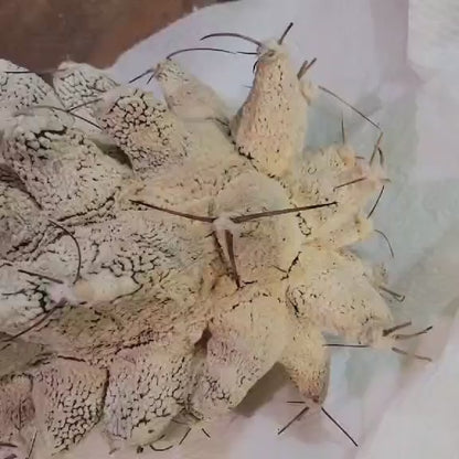Astrophytum Ornatum cv. Kikko