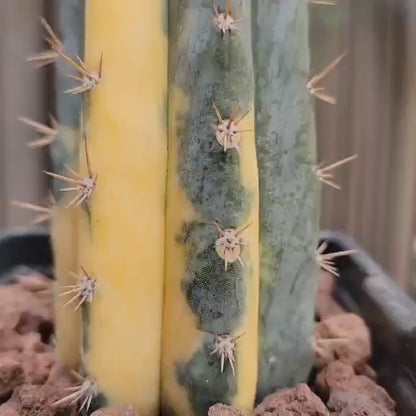 Trichocereus pachanoi variegata – Variegated San Pedro Cactus