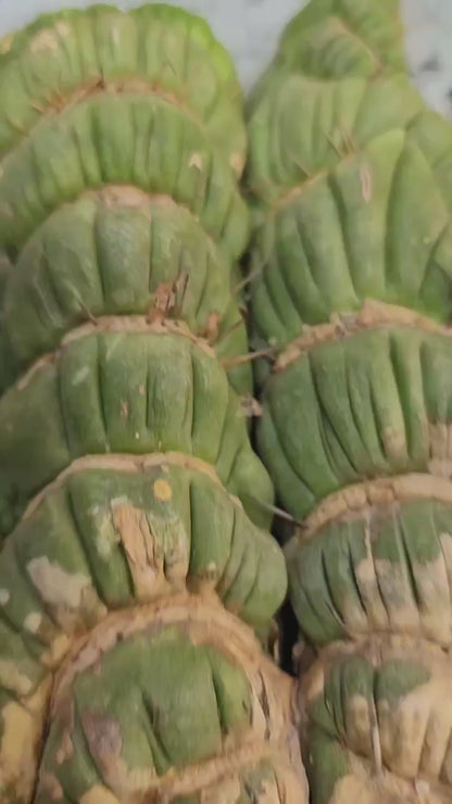 Eulychnia castanea spiralis cristata - Crested Unicorn Cactus