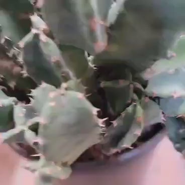 Euphorbia Resinifera - Moroccan Mound