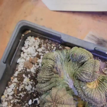 Euphorbia obesa cristata - Very Rare