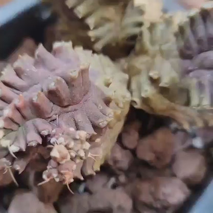 Gymnocalycium monstrose cv. Kikko