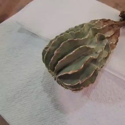 Geohintonia mexicana - Seed Grown - Old