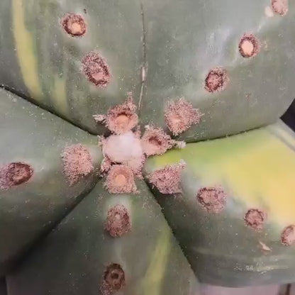 Astrophytum myriostigma v nudum f. variegata - Variegated Bishop's Cap - Big!