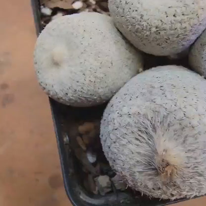 Epithelantha Bokei - 7 Heads