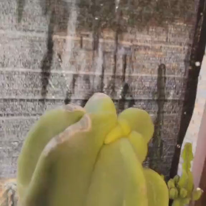 Lophocereus schottii var. monstrose - Totem Pole Cactus - 38" Tall