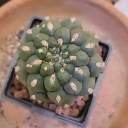 Gymnocalycium saglionis - Large