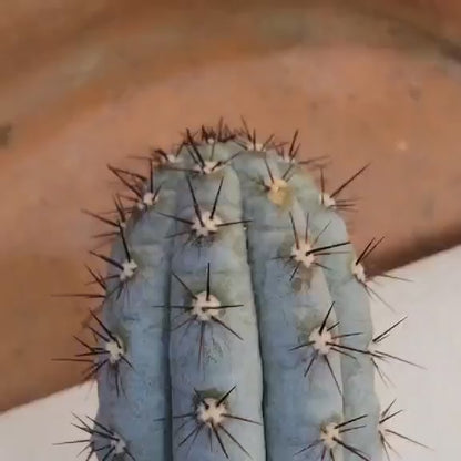 Cipocereus bradei - Single