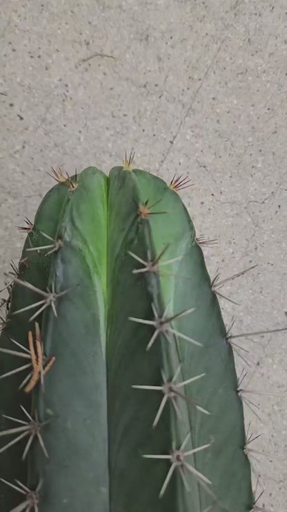 Lemaireocereus pruinosus - BIG! Double-branched! 31" Tall!