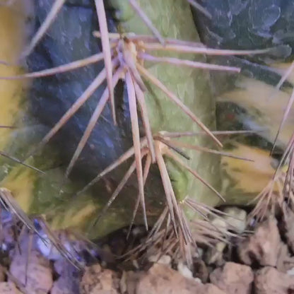 Melocactus broadwayi variegata – Variegated Turk’s Cap Cactus
