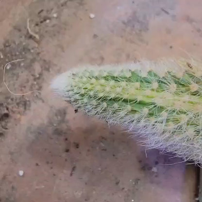 Cleistocactus colademononis variegata - Variegated Monkey Tail Cactus