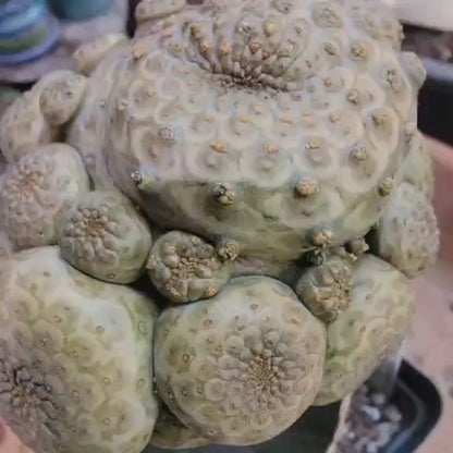 Euphorbia turbiniformis - HUGE - So many heads!!