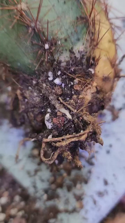 Pilosocereus Fulvilanatus