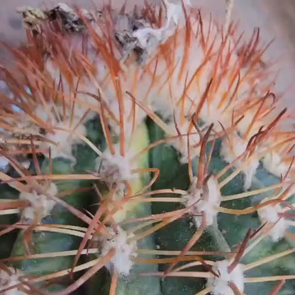 Melocactus broadwayi variegata – Variegated Turk’s Cap Cactus