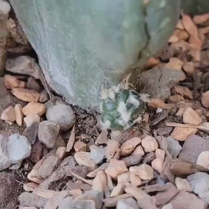 Astrophytum asterias cv Star Type with babies - Light Variegation