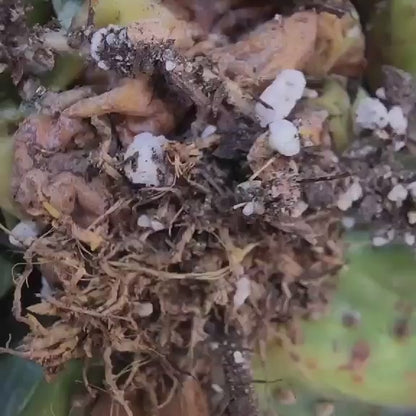 Astrophytum asterias - BIG Cluster! 8 Heads + Babies!