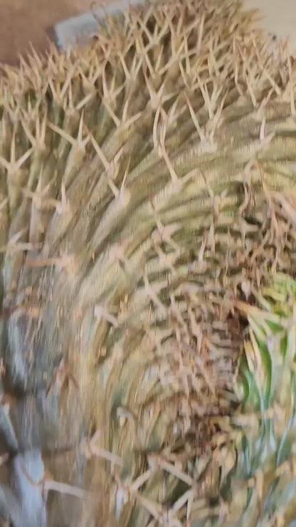Pachypodium lamerei cristata - Crested Madagascar Palm