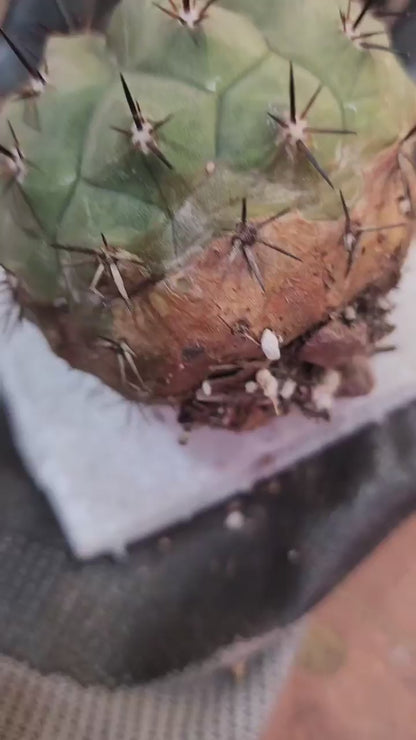 Copiapoa cinerea